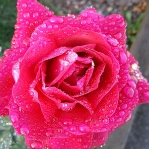 Meet your Posher, Imelda